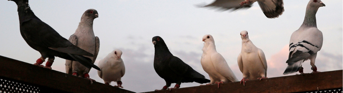 Controle de Pombos em São Paulo  24 HORAS
